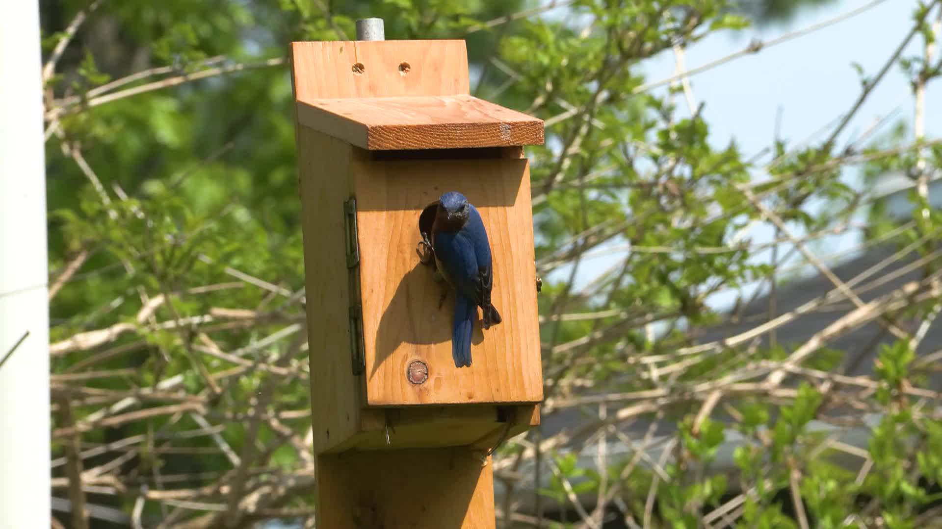 Bluebird Restoration Project - Season Finale - Fledging Day Episode 10